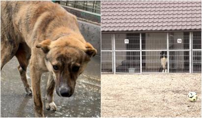 Lagăre de exterminare pe bani publici. O femeie şi-a recuperat căţelul "traumatizat", înainte de eutanasiere