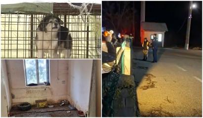Peste 200 de câini din adăpostul Uzunu îşi aşteaptă salvarea. Autorităţile spun că nu au bani