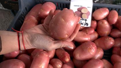 Au apărut cartofii noi, aduşi din Ungaria. Costă de 10 ori mai mult decât în mod normal