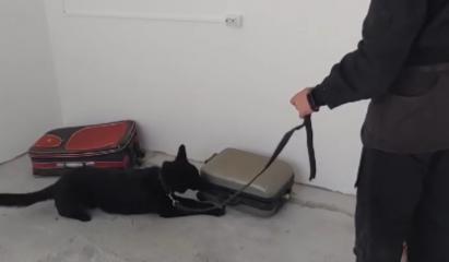 El este Hao, câinele polițist de doi ani care a descoperit droguri ascunse într-un aspirator