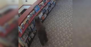 Urs filmat c&acirc;nd se plimba nestingherit printre rafturile unei biblioteci. "Căuta volumul Winnie-the-Pooh"