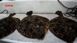 Caracatiţa din spatele afacerilor cu peşte. Cultura şpăgii a dus calcanul aproape de dispariţie