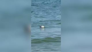 Alertă pe plajă la Mamaia: posibile rămăşite de dronă l&acirc;ngă mal. Probele au fost ridicate de SRI