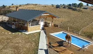 Momentul &icirc;n care o vacă lăsată liberă prin sat intră &icirc;n curtea unei cabane din Cluj şi cade direct &icirc;n piscină