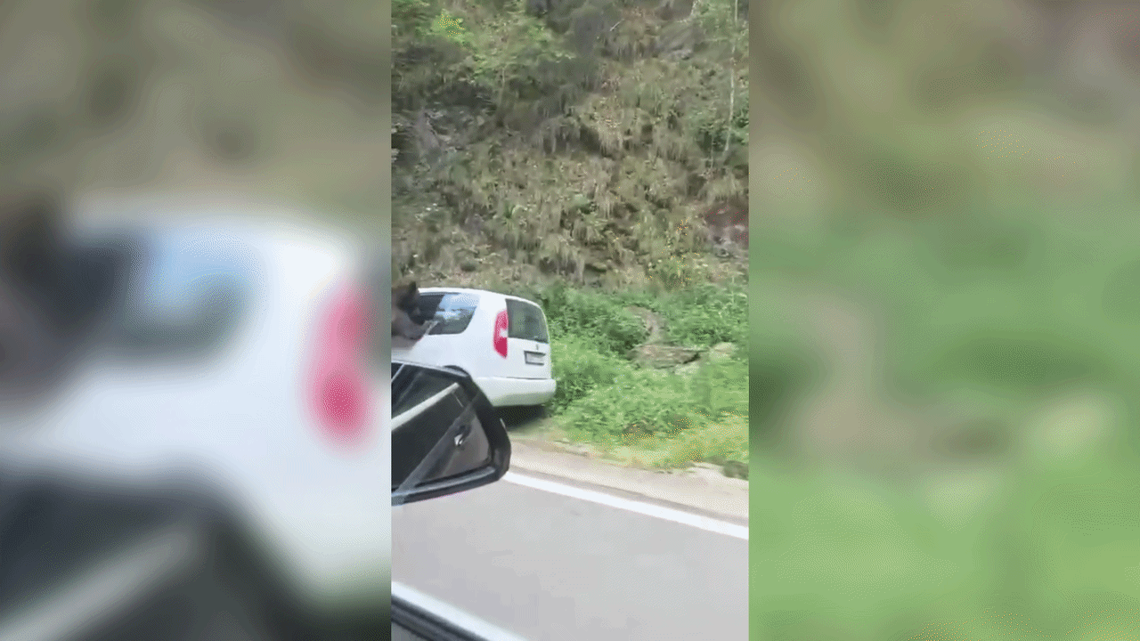 Momentul &icirc;n care un urs sparge geamul unei mașini pe Transfăgărășan ca să caute m&acirc;ncare