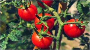 Ce trebuie să plantezi lângă roșii ca să aibă un gust deosebit. Planta care te va ajuta să obții o recoltă specială