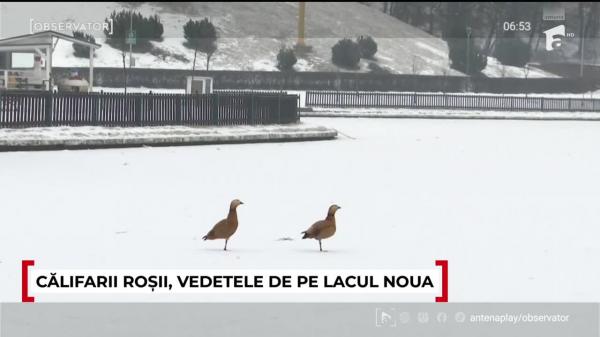 Observator Weekend ora 6 din 25.01.2026