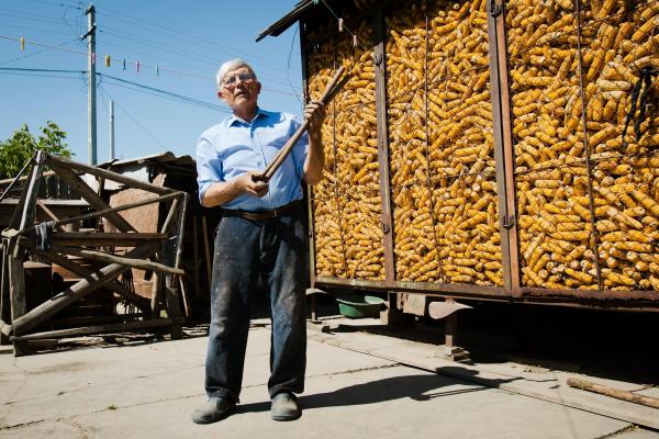 Mii de tone de PORUMB cu aflatoxina? Cerealele ar putea fi DISTRUSE
