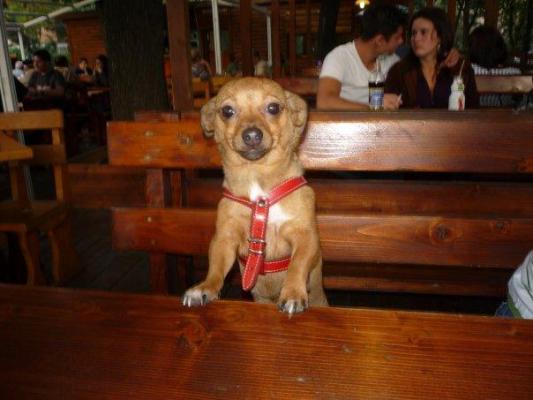 dolly