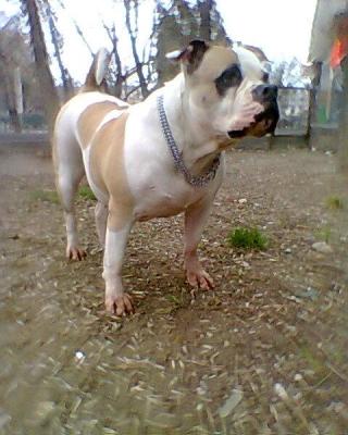 Femela buldog american