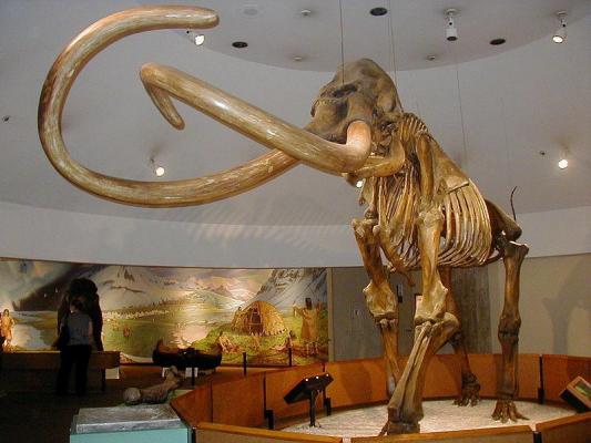 Rusii au gasit sange de mamut in stare lichida
