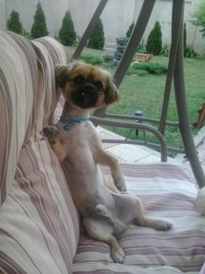 Catelusul meu iubit
