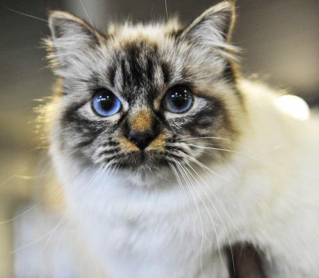 Parada modei la Padova! Ele sunt cele mai drăgălaşe pisicuţe din lume