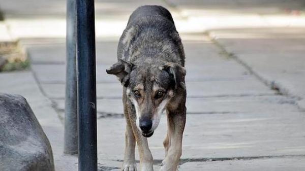 Cel mai loial câine! De 5 ani, își așteaptă stăpânul în locul în care acesta a murit