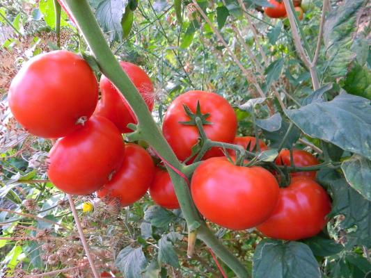 Nu o să îţi vină să crezi! Roşiile româneşti care cresc în grădinile din Africa