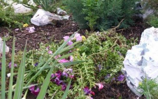 Nu rupeți florile în ACEASTĂ DUMINICĂ. Sărbătoarea Sfântului Dumitru