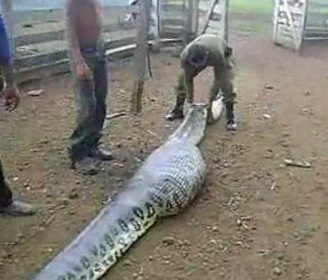 Video SCÂRBOS! Ce au găsit localnicii într-un ŞARPE URIAŞ de care se temea un sat întreg