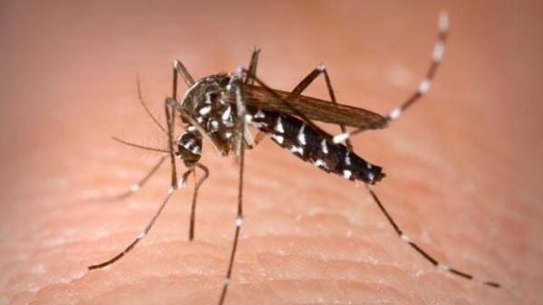 Virusul WEST NILE, din nou în România! Iată care sunt simptomele