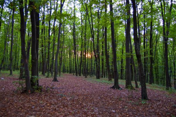 FOTO! PERICOL: Cea mai otrăvitoare ciupercă din lume a invadat pădurile