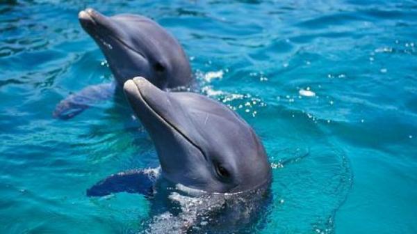 HALUCINANT! Cum se droghează delfinii