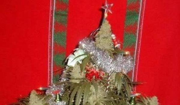 Polițiștii au fost ȘOCAȚI! Marijuana înaltă de doi metri, ORNATĂ cu globuri și beteală