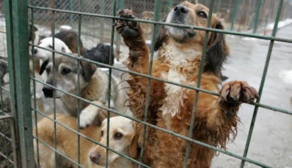 A început eutanasierea câinilor fără stăpân