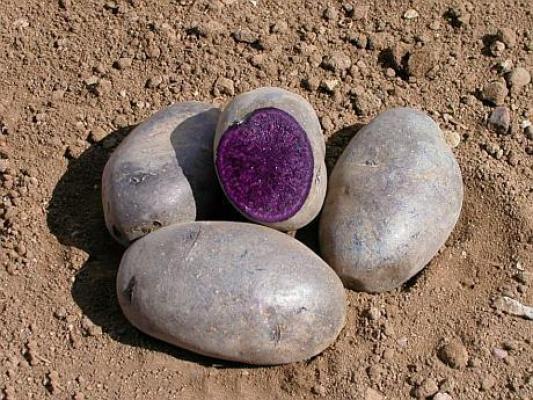 A apărut cartoful mov ce poate aduce câştiguri de 250.000 de euro!