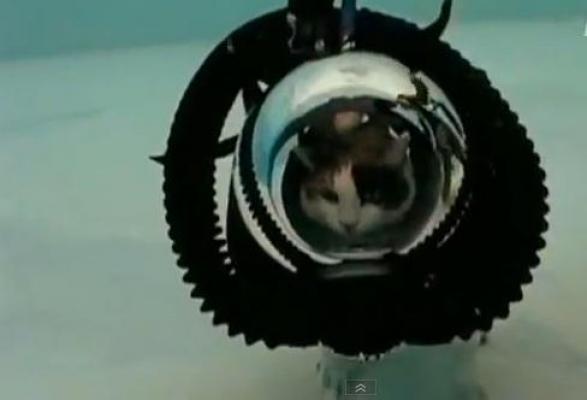 Inedit! Primul costum de scufundare pentru pisici are un preţ fabulos!