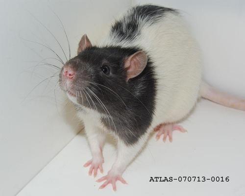 Astăzi se sărbătorește Ziua Internațională a Animalelor de Laborator