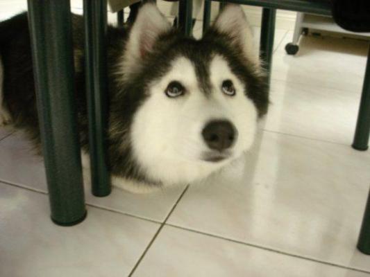 Un câine a fost crescut de psici. Acum se crede felină. Cele mai savuroase imagini