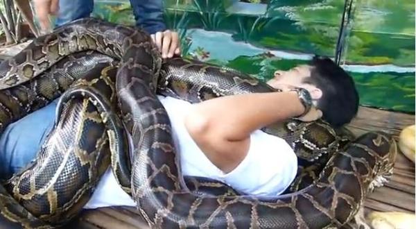 Inconştienţă sau strategie? Masaj cu PITONI, bonus la ZOO! V-aţi încumeta?!