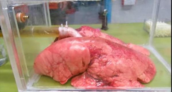 Nu o să mai FUMEZI după ce o să vezi filmuleţul acesta! Cum arată plămânii tăi