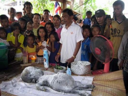 Șoc și groază! O vacă a dat naștere unei CREATURI fioroase!