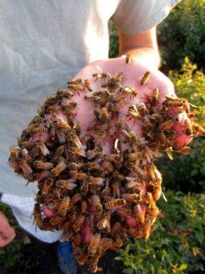 FOTO - ȘOCANT! Un bărbat are mâna acoperită de... ALBINE!