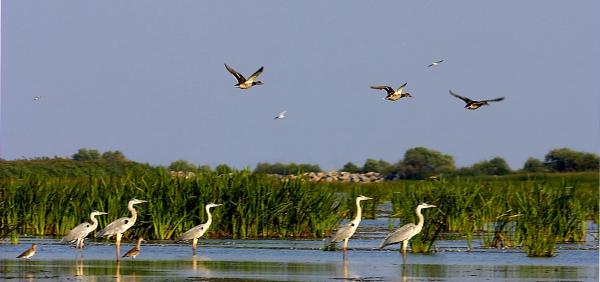 Delta Dunării, în New York Times: "Este un loc de o frumuseţe UTOPICĂ"