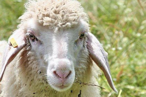 ÎNFIORĂTOR! MONSTRUL jumătate om, jumătate miel