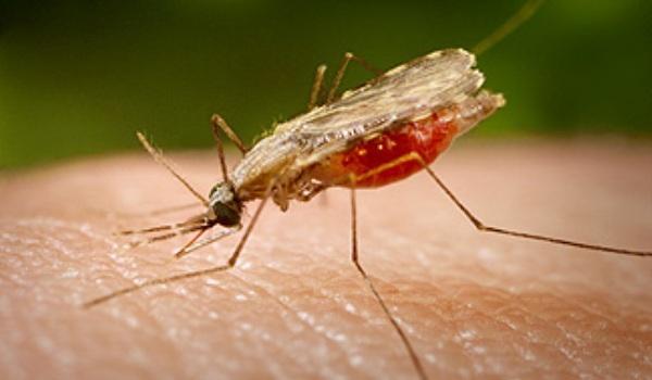 Remedii naturale împotriva înţepăturilor de ŢÂNŢARI