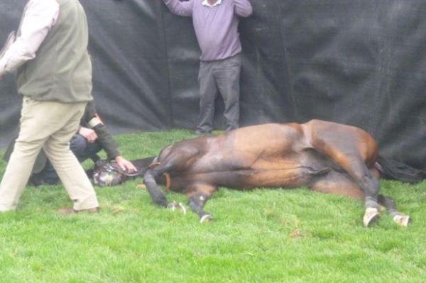 Imagini ȘOCANTE! Și-a împușcat CALUL în cap!