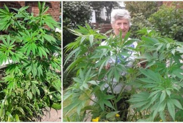 O PENSIONARĂ CREŞTEA CANNABIS fără să ŞTIE! Uite ce a PĂŢIT!