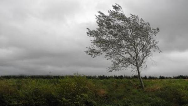 Cod GALBEN de vânt! Zonele afectate