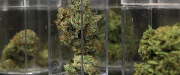 CANNABIS GRATIS pentru SĂRACI!