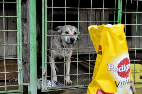 „Ajută animalele din adăposturi să-și găsească o familie!”
