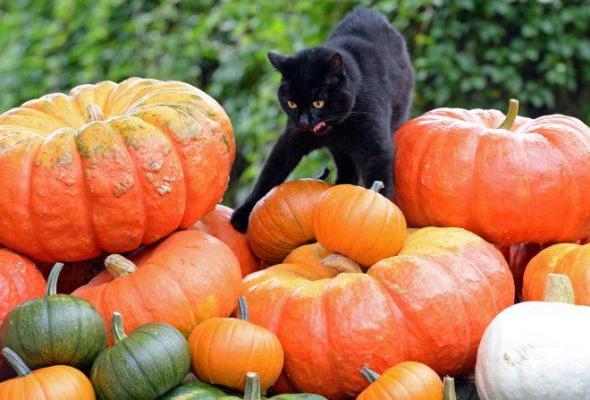HALLOWEEN 2015: Povestea unei SĂRBĂTORI și ritualuri străvechi. Cum îți ghicești ASTĂZI viitorul soț în coaja de măr