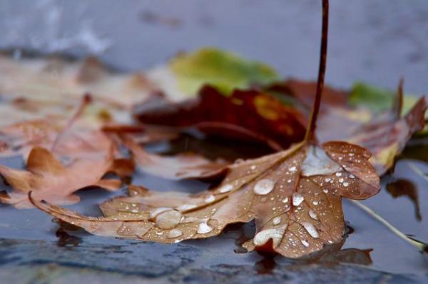 Vin ploile! Prognoza meteo pentru weekend
