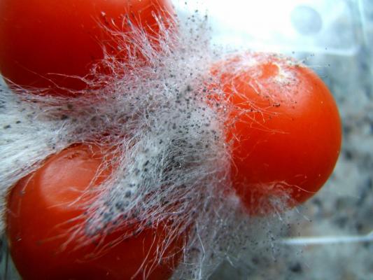 Ce se întâmplă dacă mănânci alimente EXPIRATE? Lista mâncărurilor care NU TREBUIE aruncate! Sunt aproape PROASPETE