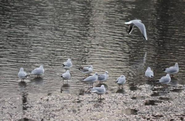 Temperaturi ridicate! PROGNOZA METEO pentru următoarele zile