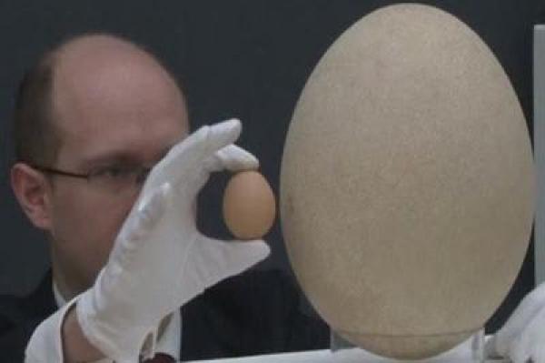 Aşa ceva nu ai mai văzut! Cum arată CEL MAI MARE OU DIN LUME