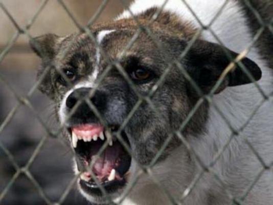 O fetiţă de patru ani, sfâşiată de câinele familiei!