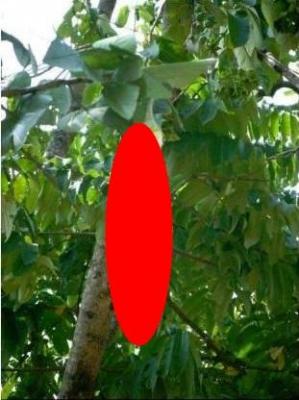 Minune sau VRAJĂ?! Copacul care face FLORI în formă de FEMEIE