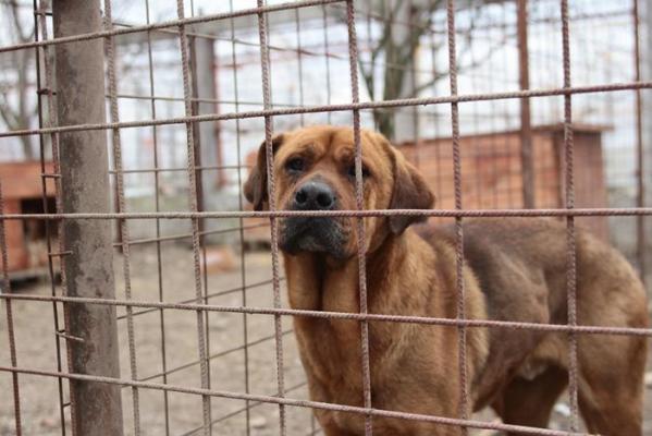 Dosarul copilul ucis de maidanezi: Proprietarul terenului, condamnat la 3 ani închisoare cu suspendare
